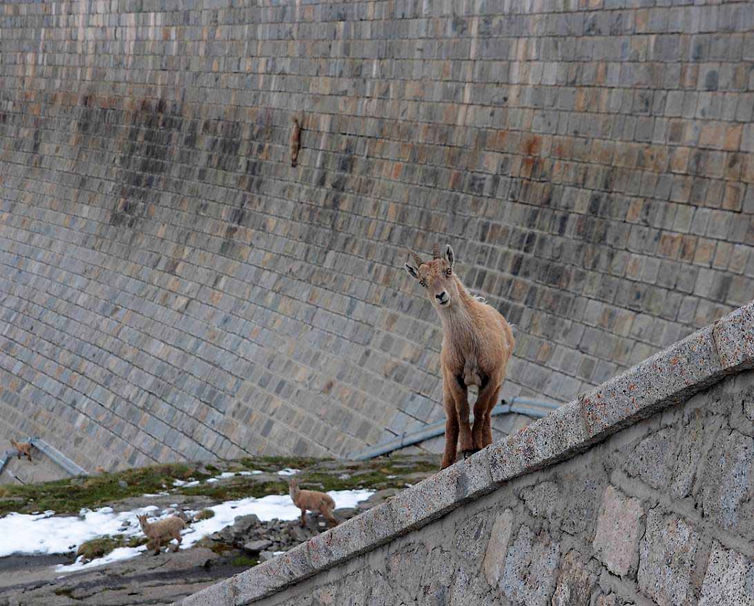 young-alpine-ibex.jpg