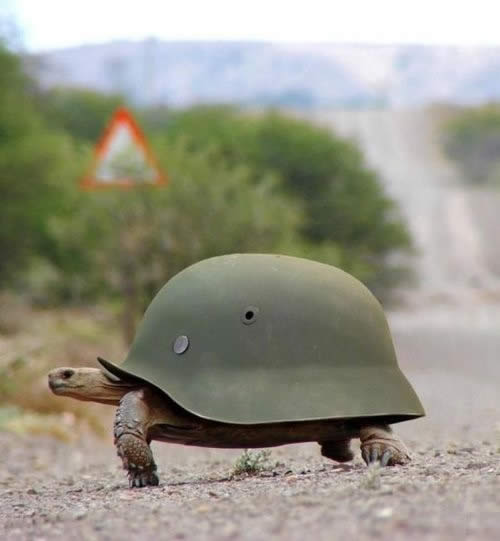 tortoise-helmet-armored-army-turtle-1275722368e.jpg