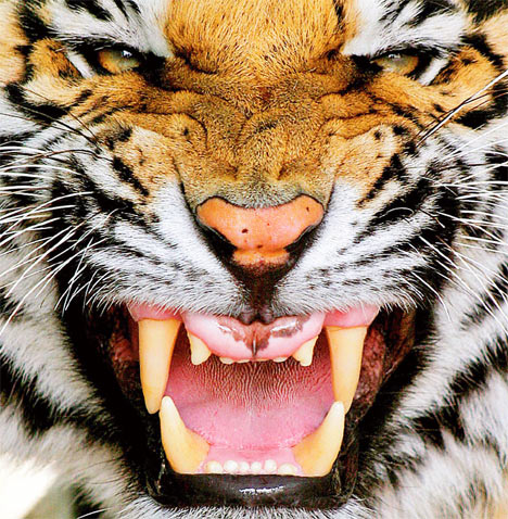 tiger.jpg