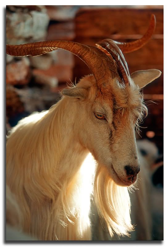 goat.jpg