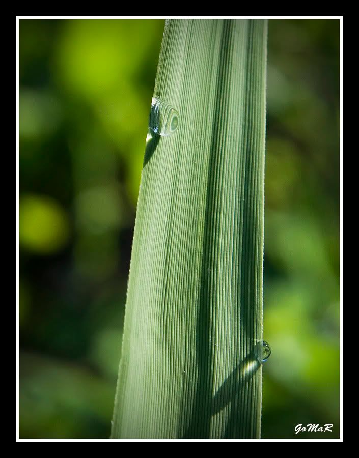 DSC_0243a.jpg