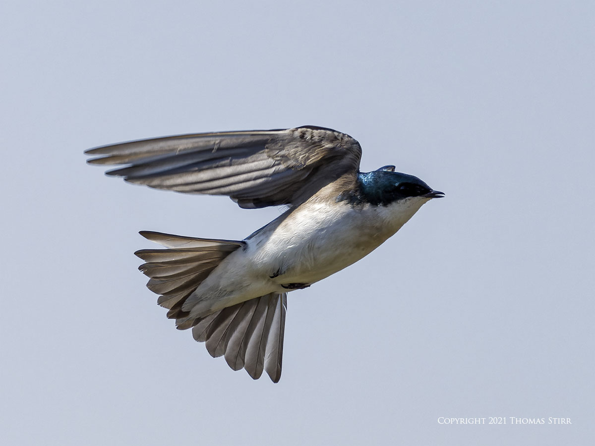 smallsensorphotography.com