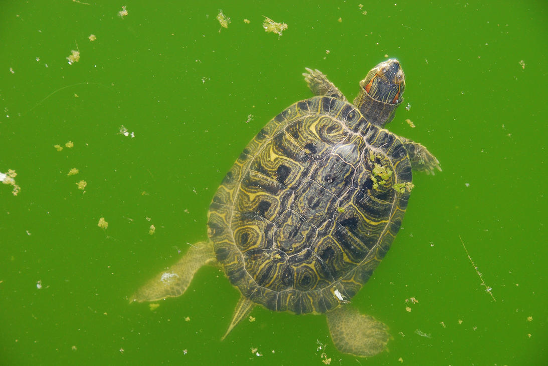 Turtle_in_Athens_Zoo_by_etsap.jpg