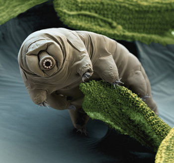 10_12_Labbies_WaterBear.jpg