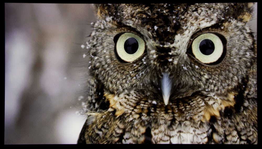 LS10000_4K_owl.jpg