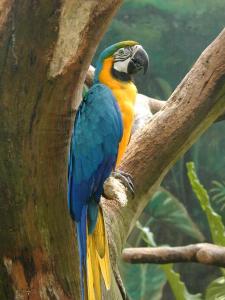 Macaw-jpatokal.jpg