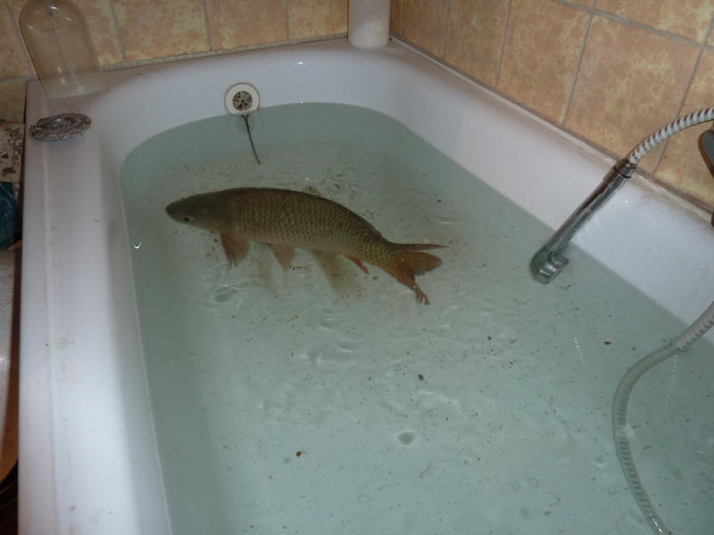 49b5c-bathtubchristmascarp2.jpg