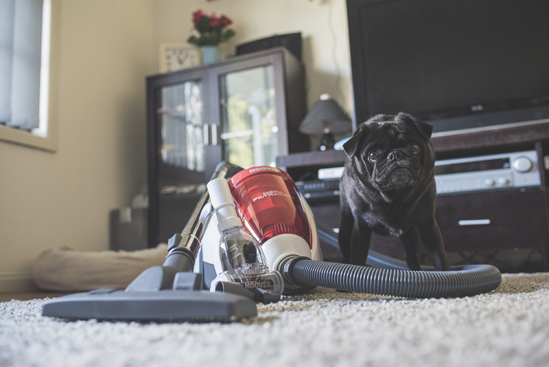 Hoover_Pets_Vacuum_Review_The_Pug_Diary_0009.jpg