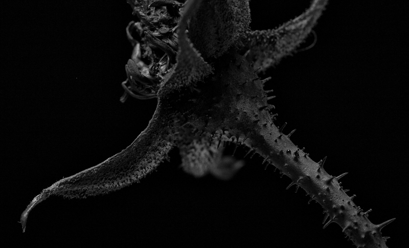 P4041818c.jpg
