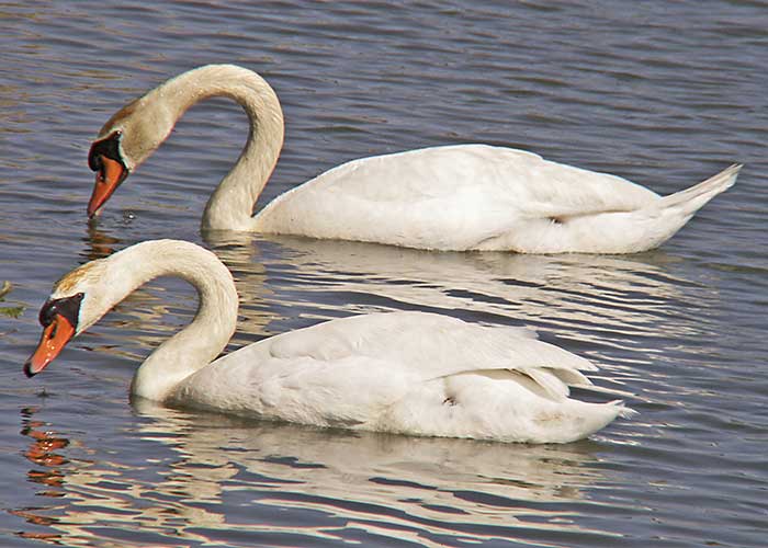 PICT3663wSwans.jpg