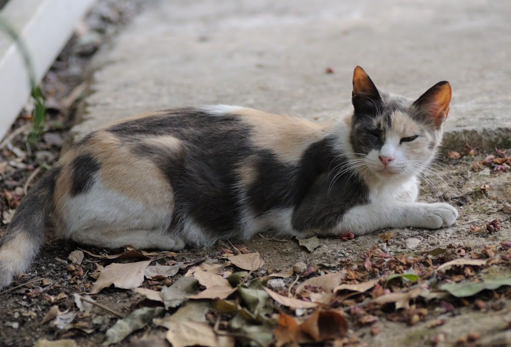 DSC_0105.jpg