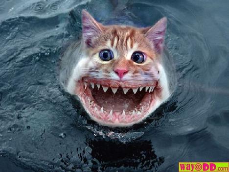 cat-shark.jpg