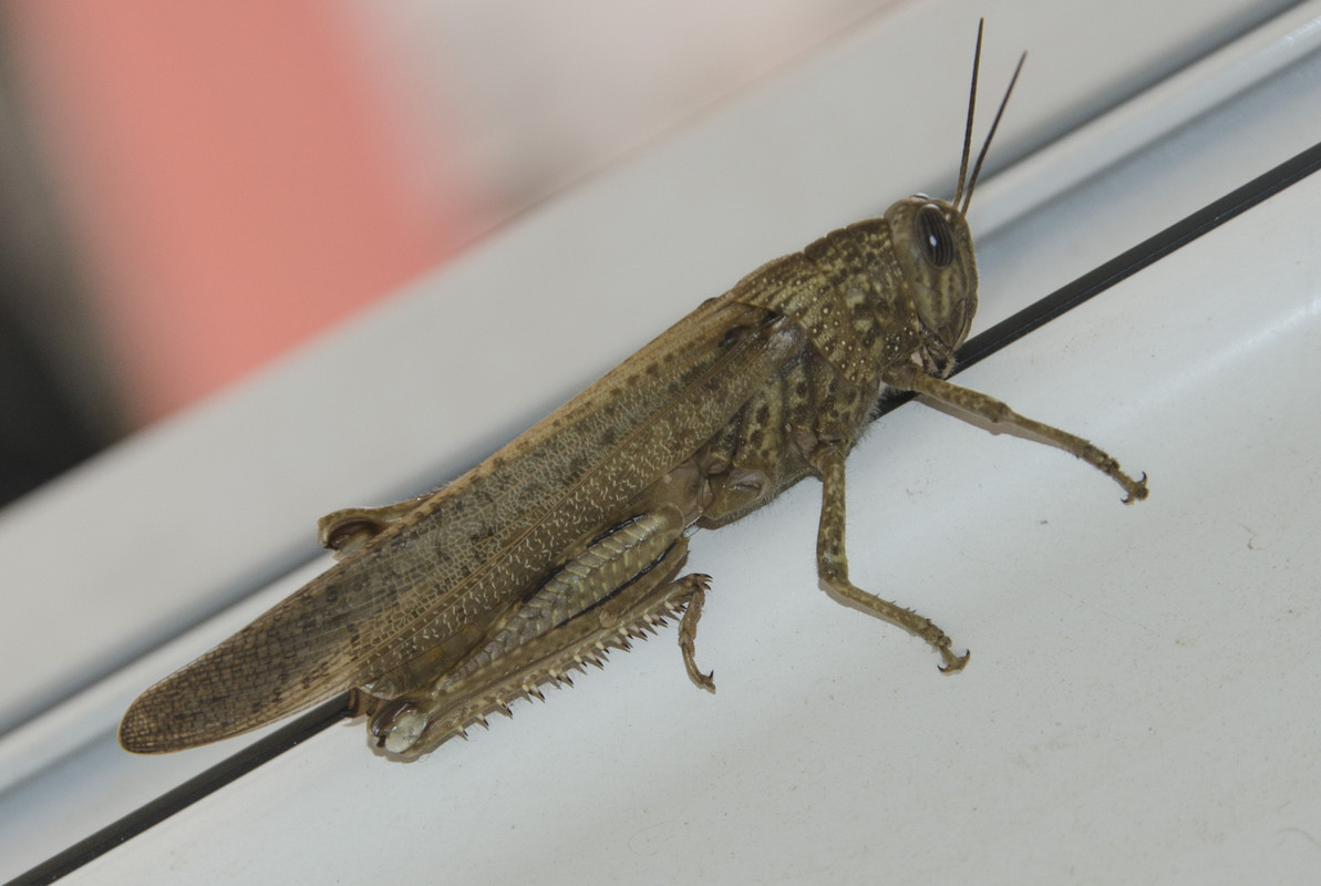 Locust0205.jpg