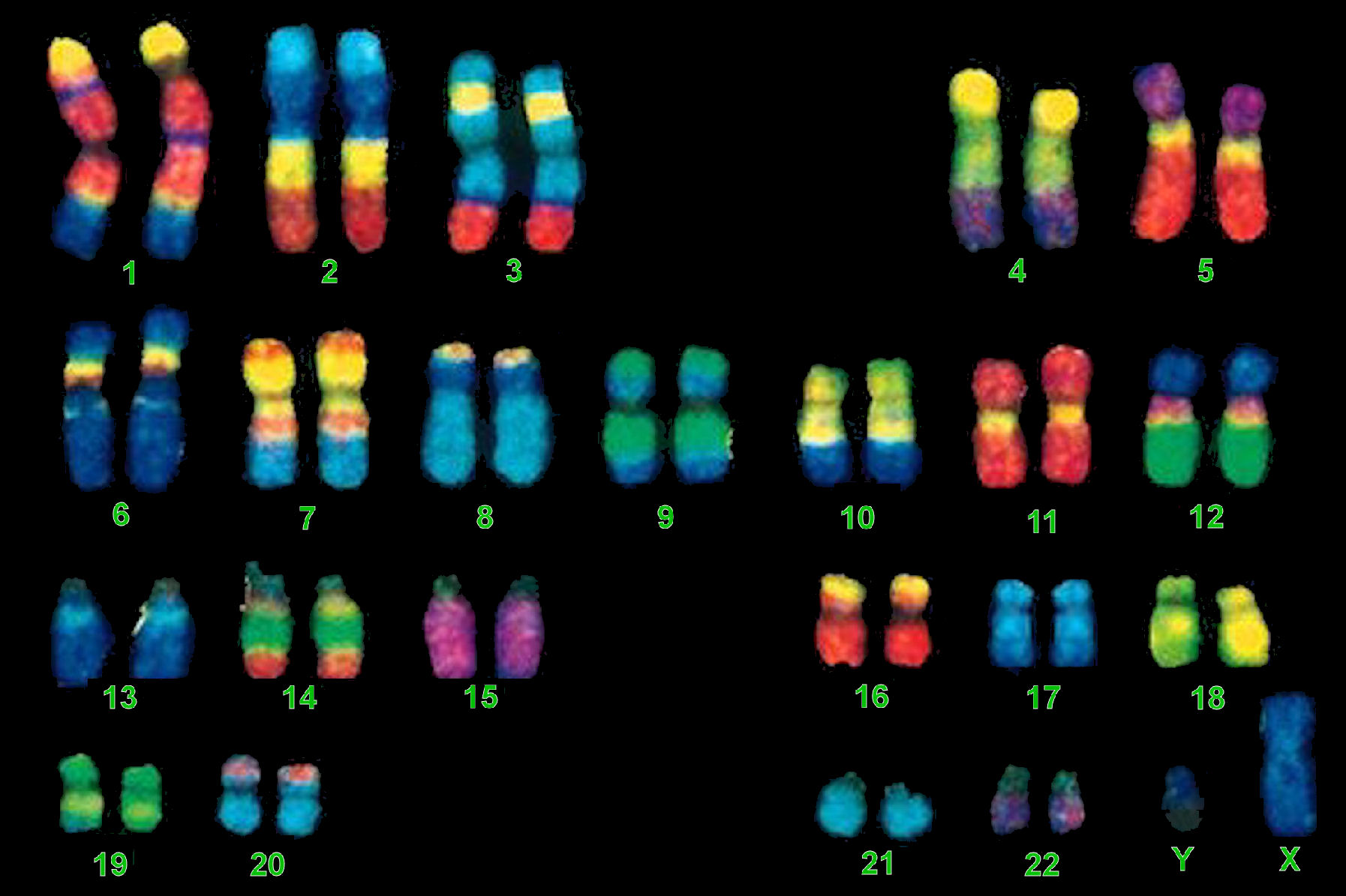 FISH_chromosomes_300dpi.jpg
