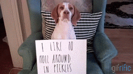 Dog-Rolling-Around-in-Pickles-Dog-Shaming.gif