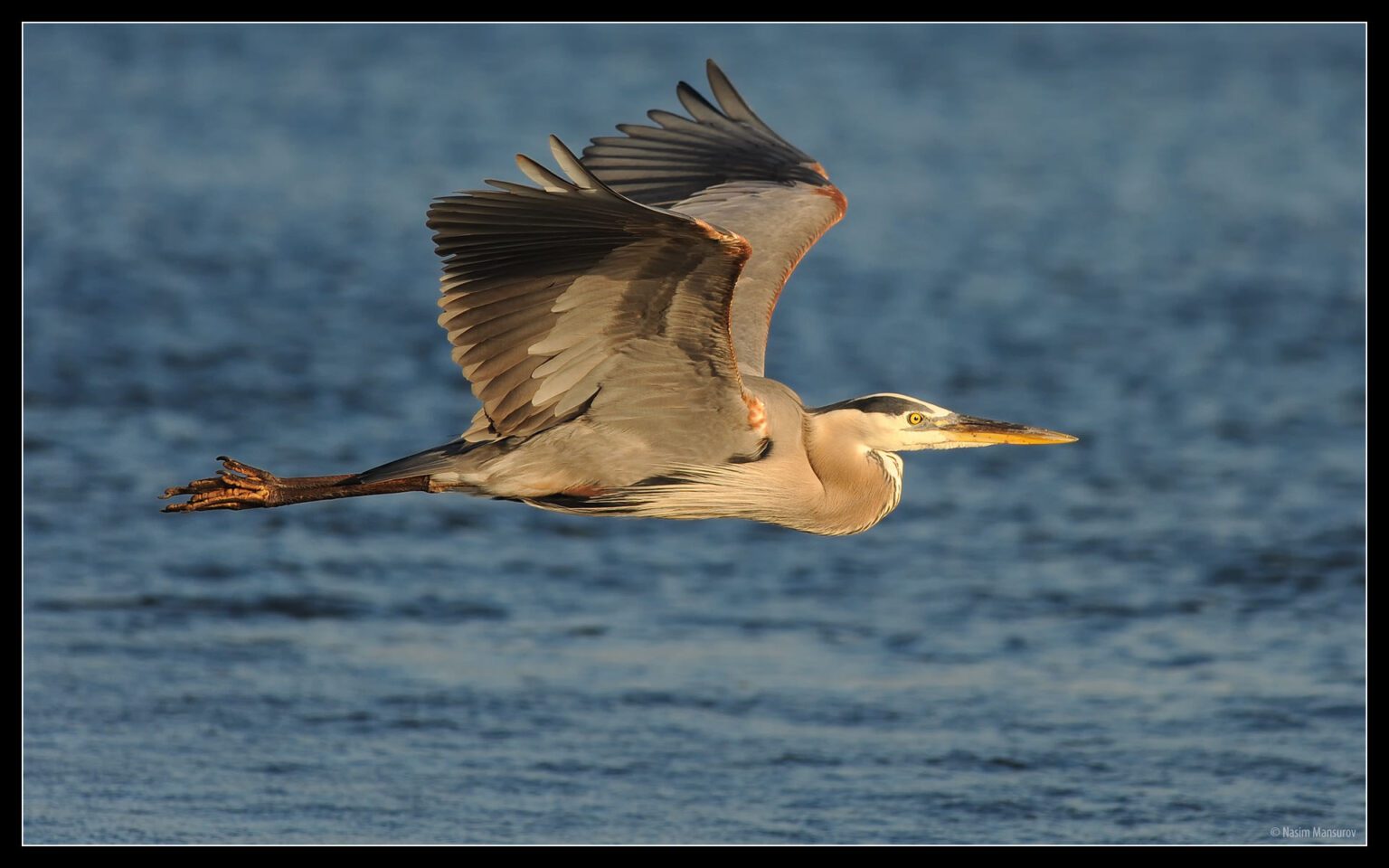 Great-Blue-Heron-1536x960.jpg
