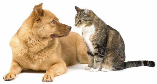 cat-dog.jpg