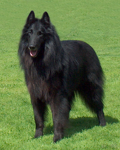 European_Groenendael_male.jpg