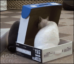 tumblr_muhagwIrjP1qewacoo3_250.gif