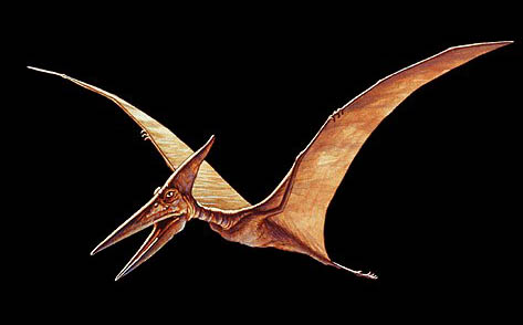 Pterosaur-Facts.jpg