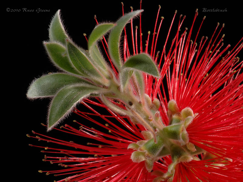 051110_D2x_bottlebrush_stack343-6c2_800.jpg