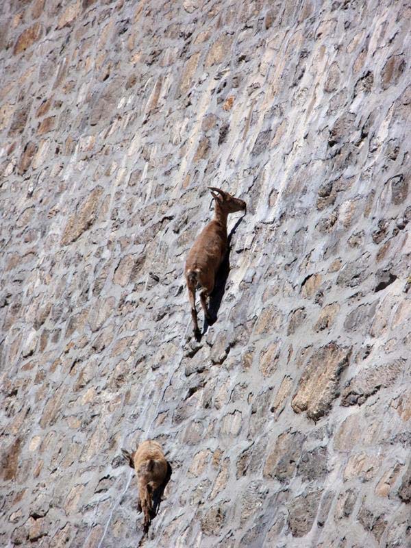 2-Alpine-Ibex.jpg