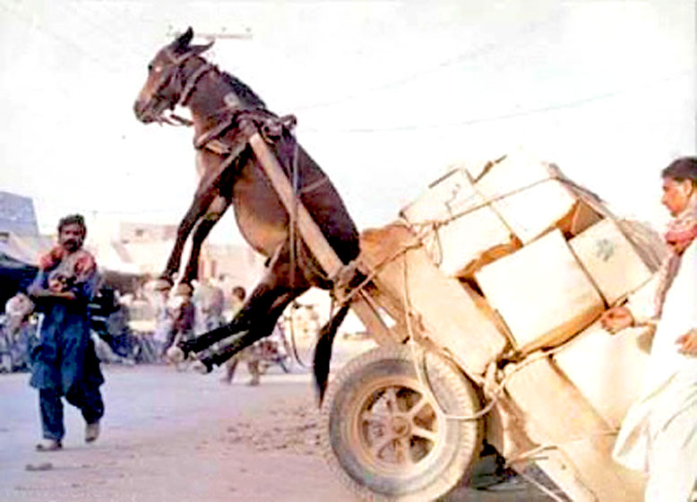 donkey-pulling-cart.jpg