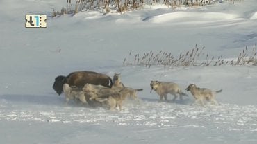 nove-satelitni-fta-kanaly-32-a-33-tyden-roku-2018-4-prev.jpg