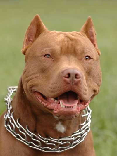 Pitbull_by_Eladiko.jpg