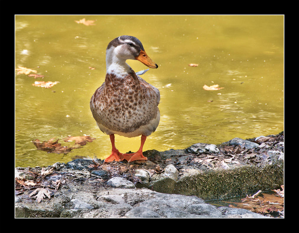 little_duck_in_crete_by_etsap-d2y1ub0.jpg