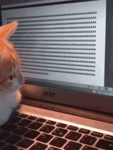 cat-keyboard.gif