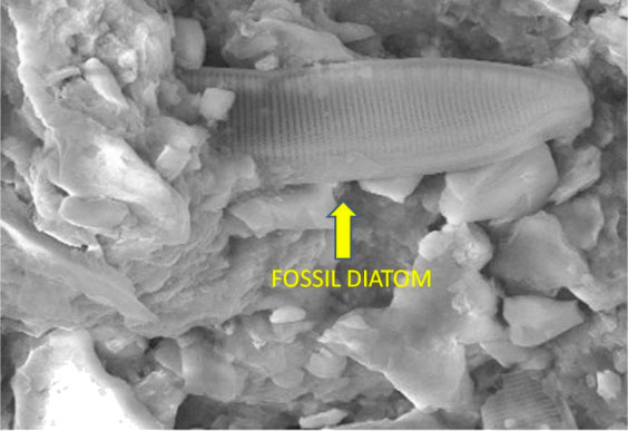 fossil-in-sri-lankan-meteorite-2012.jpg