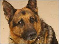 _40522763_germansdog_203_pa.jpg