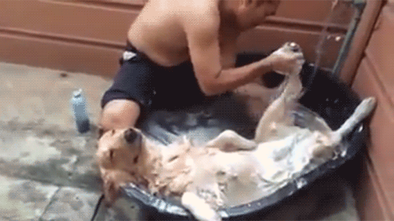 dogspa570.gif