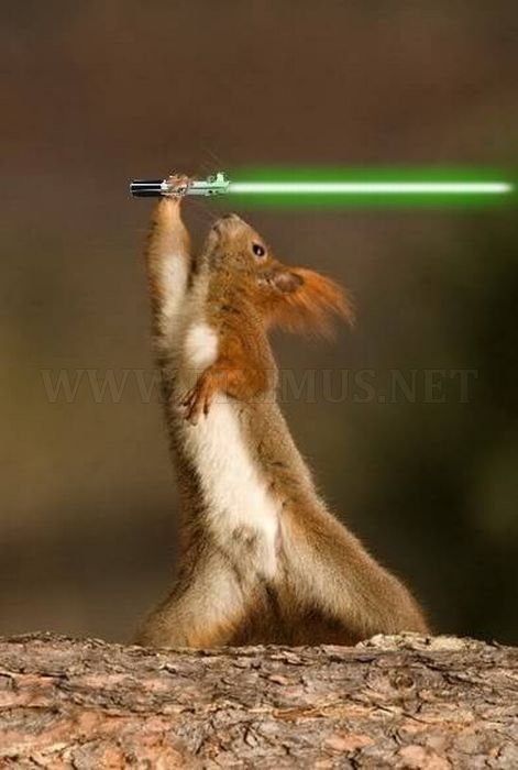when-animals-go-star-wars-on-each-other-4.jpg