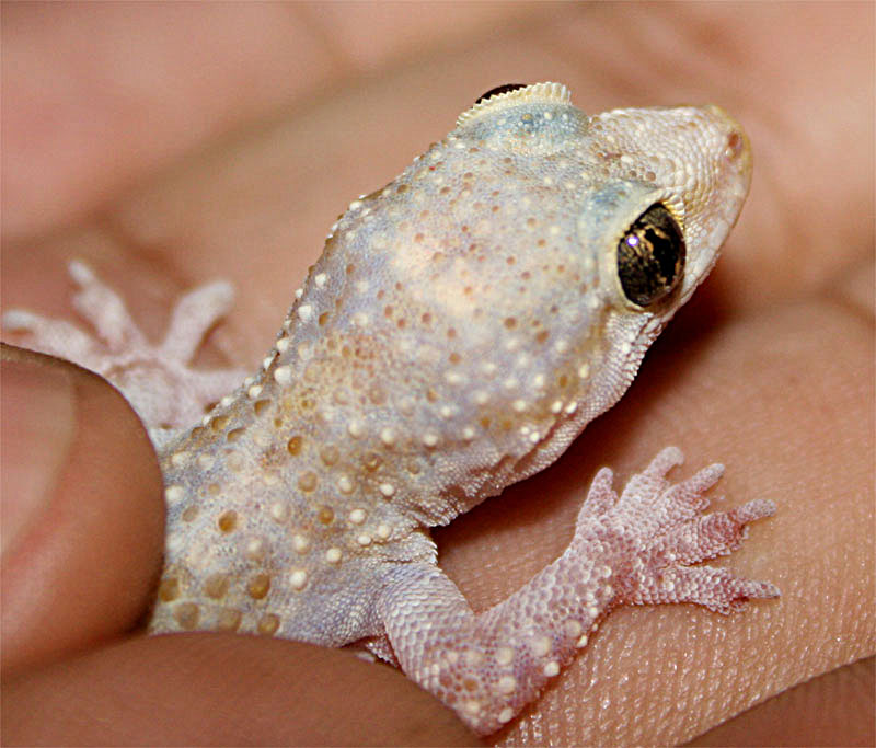 Hemidactilus%20Turcicus_a.jpg
