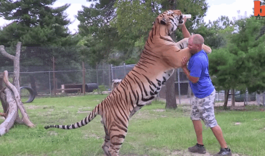 1546907375-tigre-5.gif