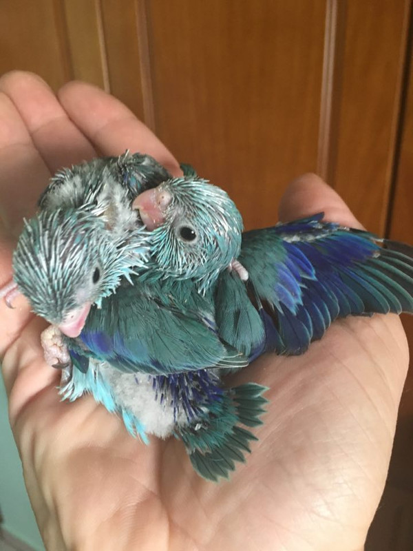 parrotlet.jpg
