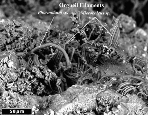 orgueilmicrocoleusphormidiummat.jpg