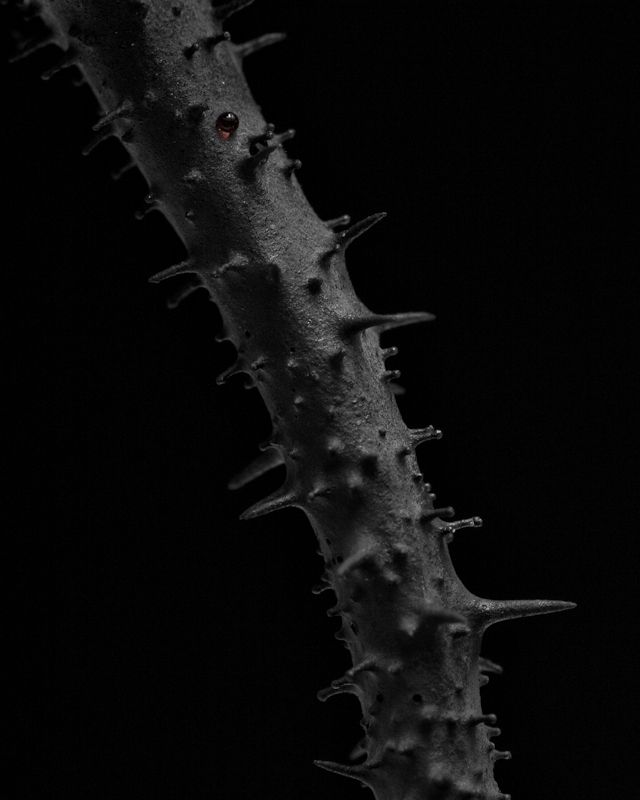 P4041813ca.jpg