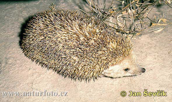 long-eared-hedgehog--jezek-usaty.jpg