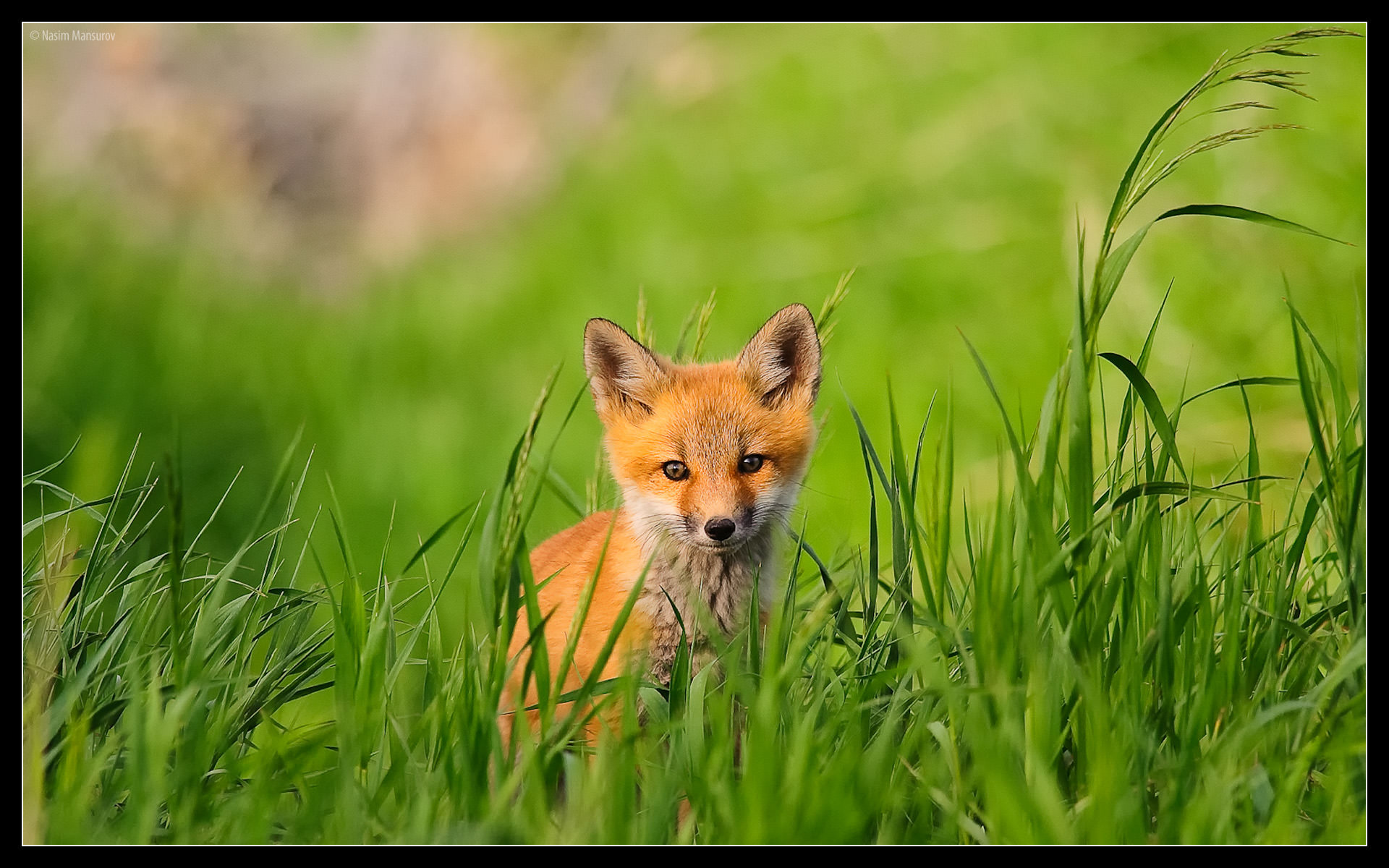 Red-Fox-Kit1.jpg