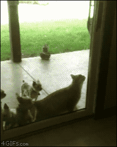 Cat-opens-sliding-glass-door.gif