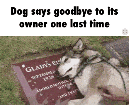 giphy-downsized-large.gif
