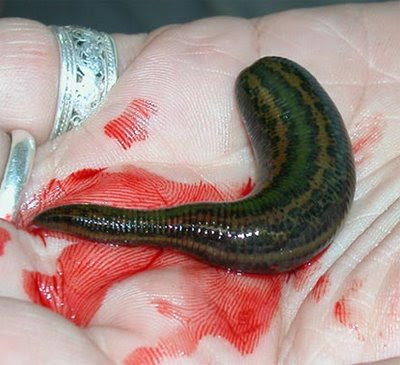 leech.jpg