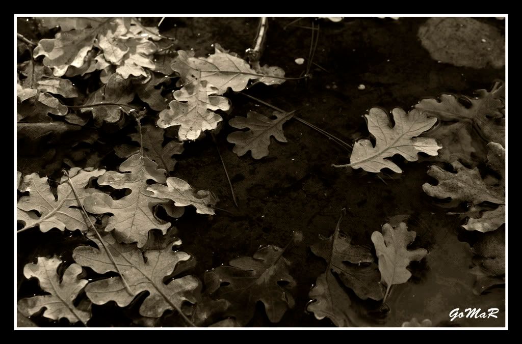 DSC_0247a.jpg