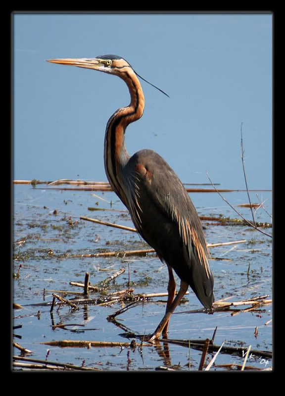 redheron26.jpg