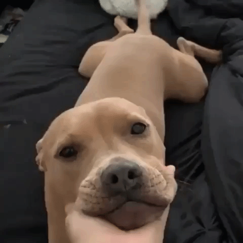 giphy.gif