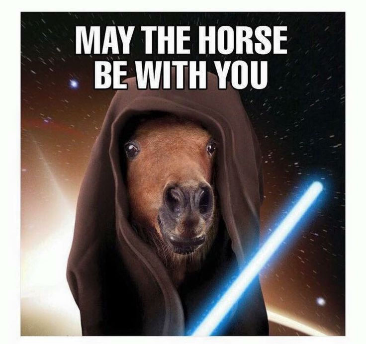 cfb8dda6364e6301c131fecf4bbad949--starwars-animal-humor.jpg