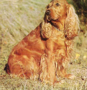 cocker_spaniel.jpg